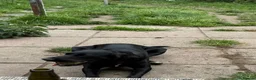 Springador dogs for sale: 18month female Springador  - Advert 10
