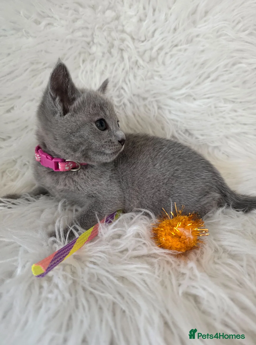Russian Blue cats for sale: Stunning Russian blue kittens  - Advert 8