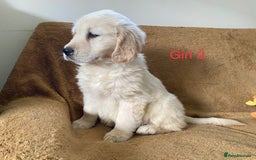 Golden Retriever dogs for sale: KC Registered Golden Retriver Puppies - Image 22