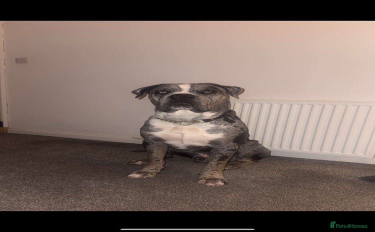 Cane Corso dogs - Advert 2
