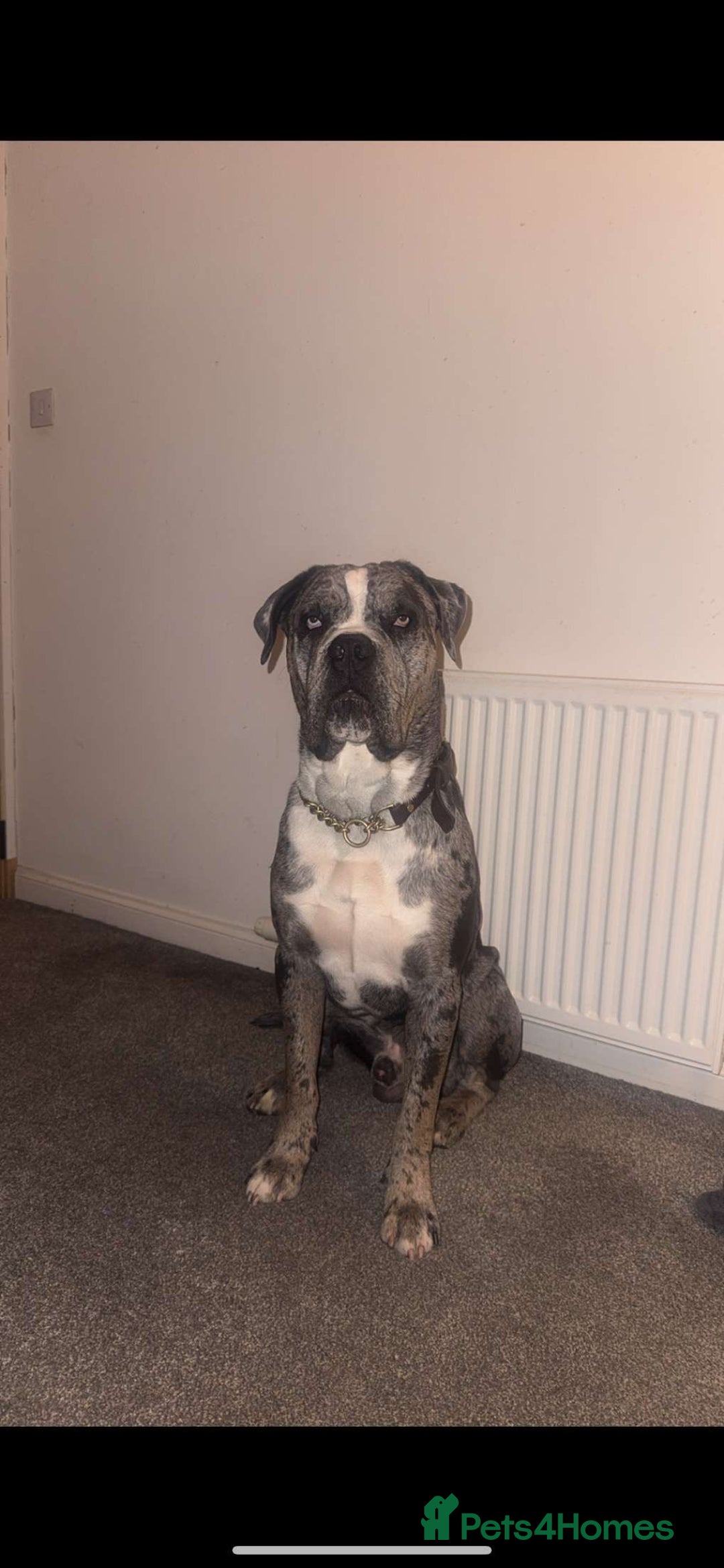 Cane Corso dogs for sale: Cane Corso Puppies - Image 1