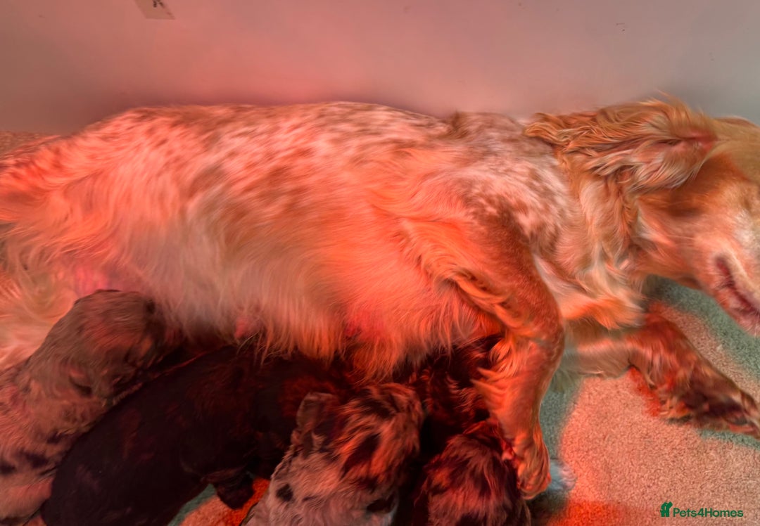 Cockapoo dogs for sale: Chocolate & Chocolate Merle Cockapoo Babies 🐾🐾🐾 - Image 19
