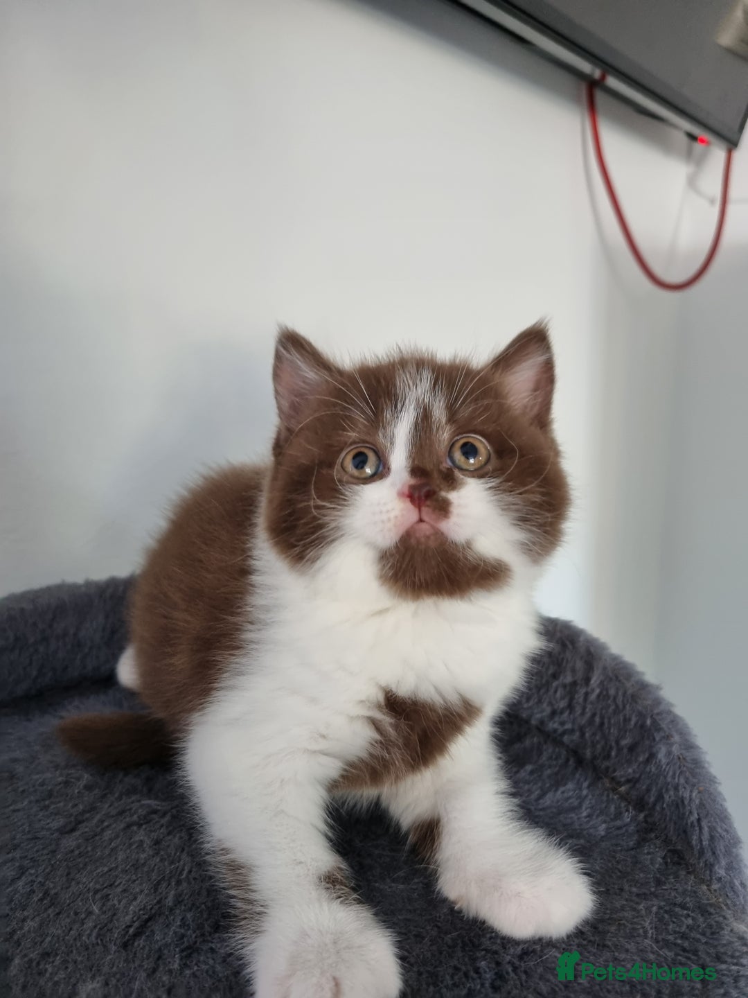 British Shorthair cats for sale: 4 Sweet PEDIGREE kittens - Image 11