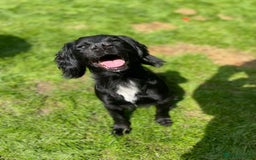 Cocker Spaniel dogs for sale: Female  - Image 2