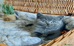 British Shorthair cats for sale: (READY NOW)EXCEPTIONAL PURE BREED BSH - Image 3