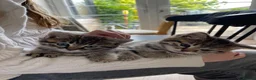 Scottish Fold cats for sale: Scottish fold shorthair kittens in Bognor Regis - Advert 8