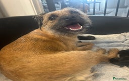 Border Terrier dogs for sale: Border terrier puppys - Image 7