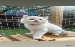 Ragdoll cats for sale: **5 stunning TICA ragdoll kittens available** - Image 5