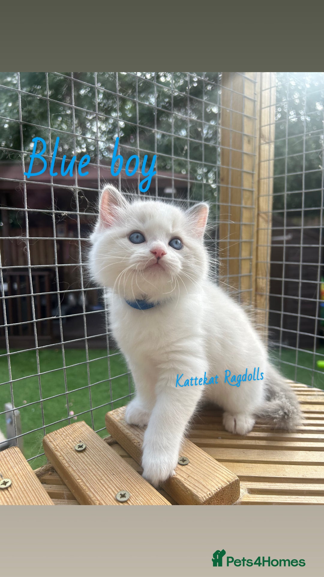 Ragdoll cats for sale: **5 stunning TICA ragdoll kittens available** - Image 5