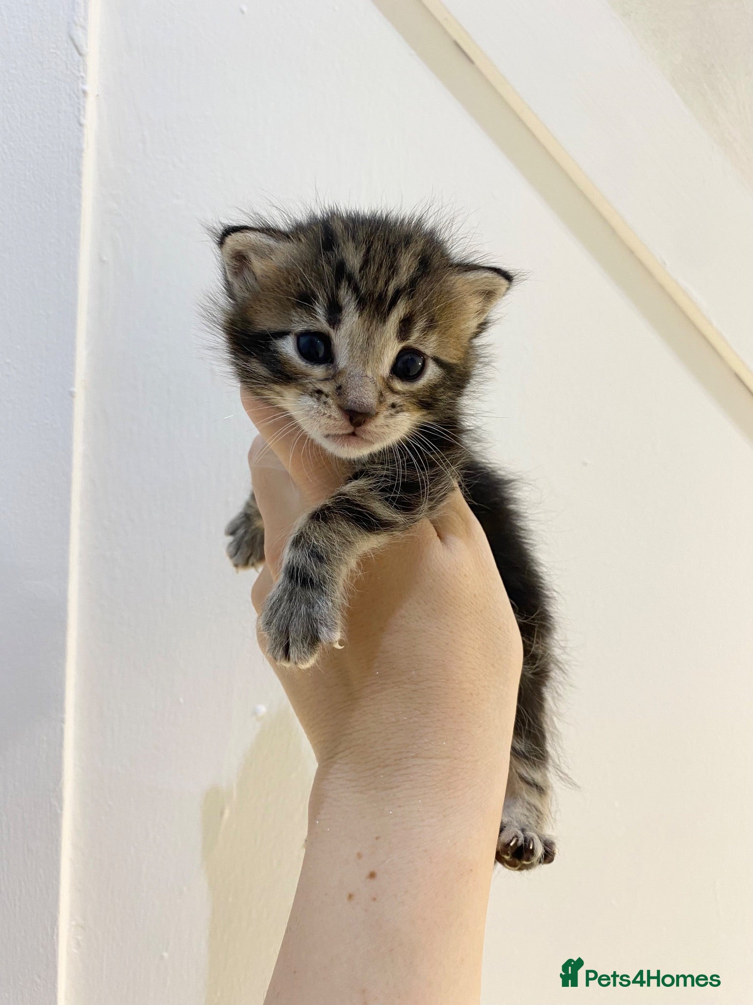 Mixed Breed cats MAINECOON X BENGAL KITTENS  - Advert 1
