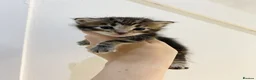 Mixed Breed cats for sale: MAINECOON X BENGAL KITTENS  in Airdrie - Advert 1