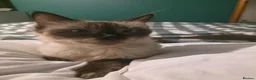 Siamese cats for sale: Gorgeous siamese x maine coone litter - Advert 22