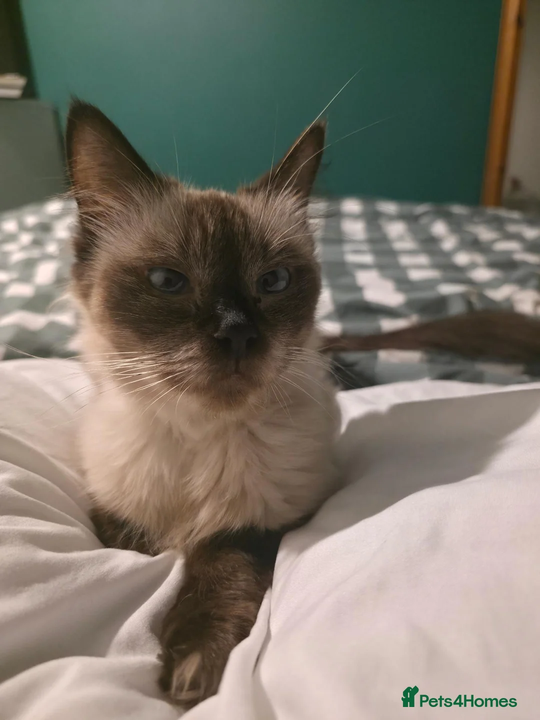 Siamese cats for sale: Gorgeous siamese x maine coone litter - Advert 22