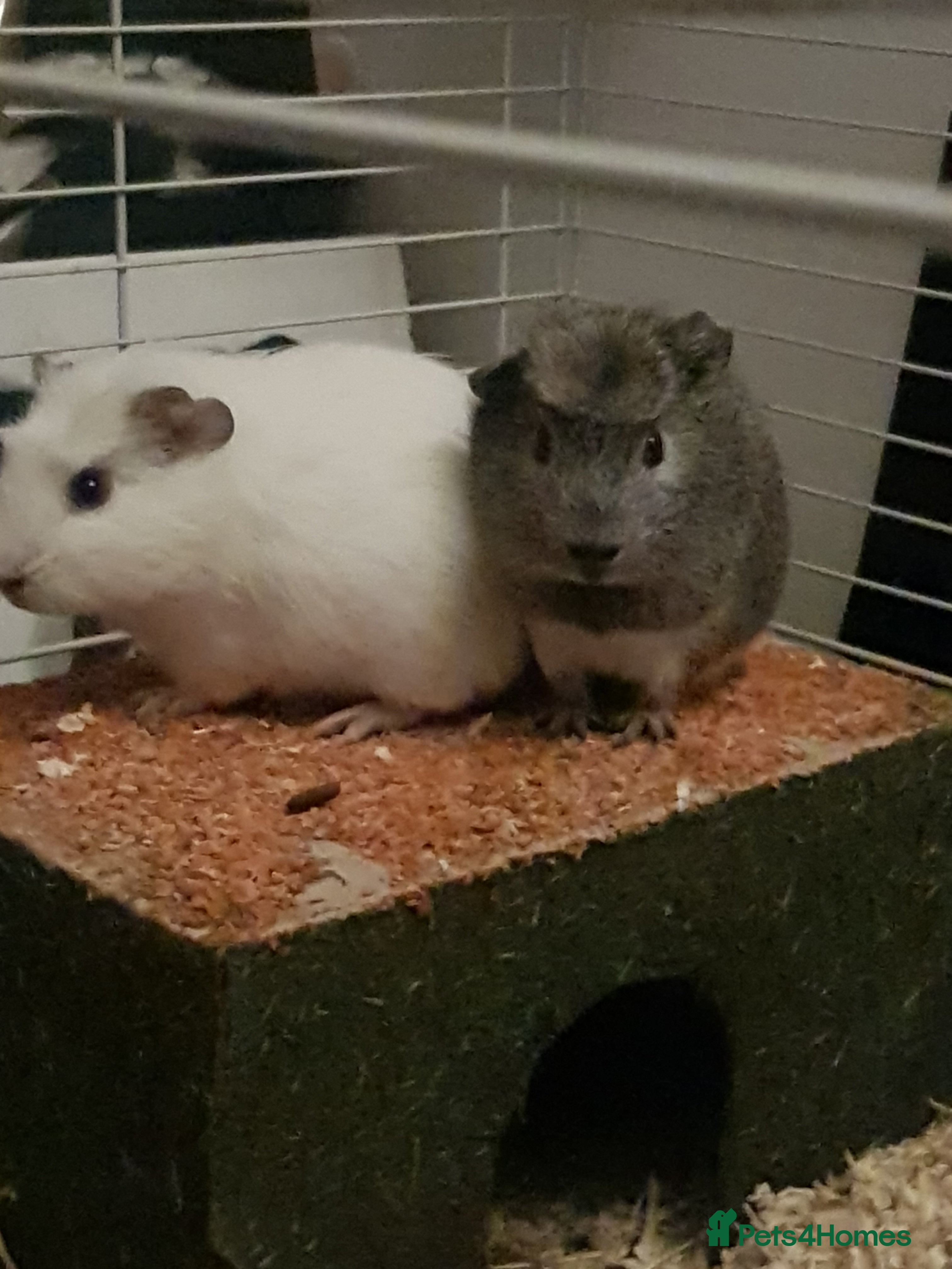 Guinea Pig rodents Two Male guinnea pig brothers for sale - Advert 4