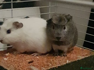Guinea Pig rodents Two Male guinnea pig brothers for sale - Advert 1