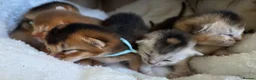 Abyssinian cats for sale: 🏆 TICA Registered Abyssinian Kittens in Chatham - Advert 1