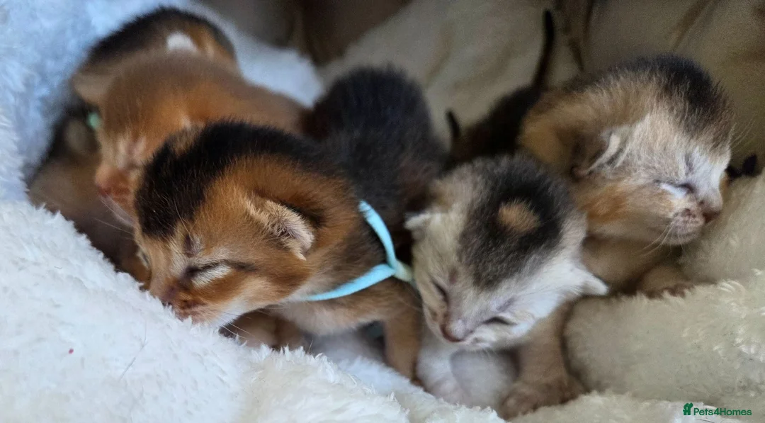 Abyssinian cats for sale: 🏆 TICA Registered Abyssinian Kittens in Chatham - Advert 1