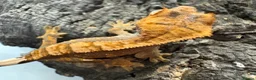 Mixed Breed reptiles for sale: various geckos! - Advert 29