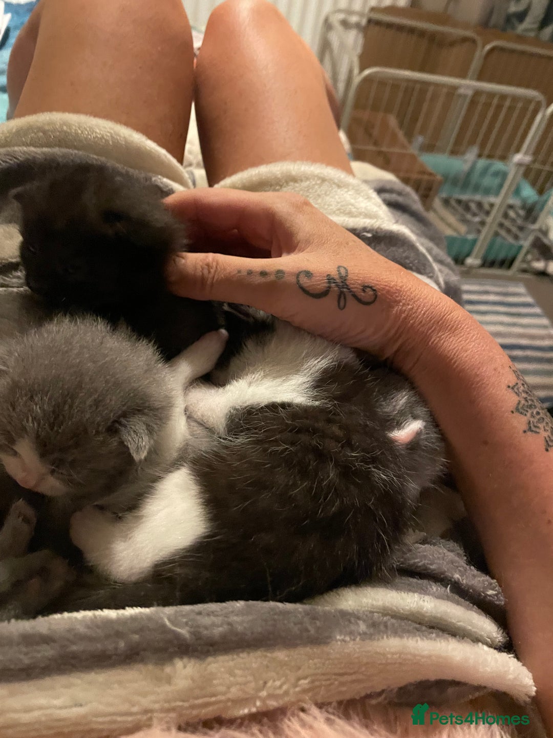 British Shorthair cats for sale: 5 kittens mixed litter 9 weeks old, ready now!  - Image 13