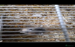 Gerbil rodents for sale: 3 gerbils +cage +supplies for sale  - Advert 5