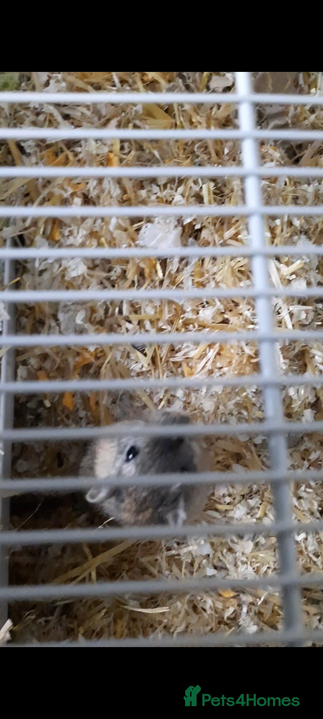 Gerbil rodents for sale: 3 gerbils +cage +supplies for sale  - Advert 5