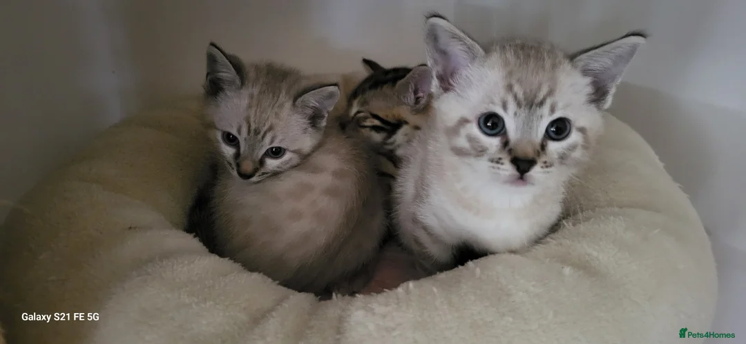 Bengal cats for sale: Bengal kittens  - Advert 7