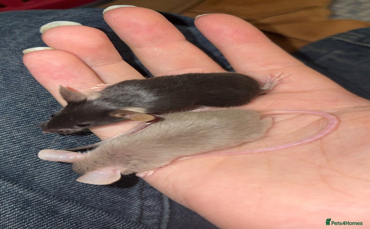 Mouse rodents in Honiton - Advert 3