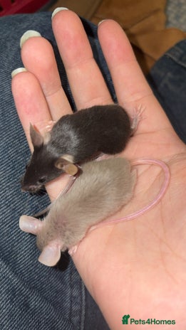Mouse rodents in Honiton - Advert 17