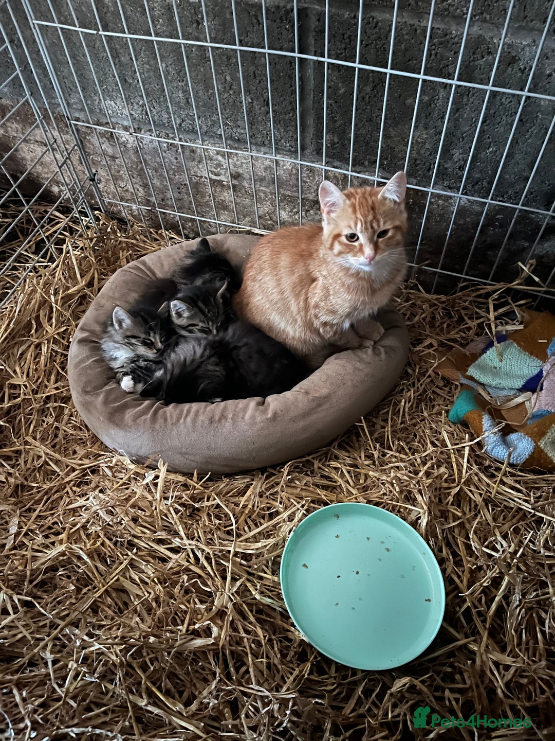 Mixed Breed cats for sale: 4 Beautiful Kittens  - Image 2