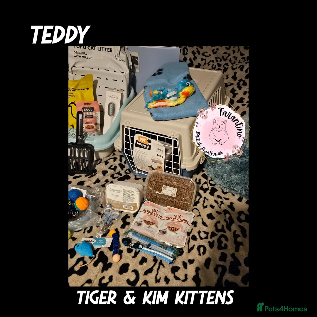 British Shorthair cats for sale: GCCF REGISTERED BRITISH SHORTHAIR KITTENS  - Advert 5