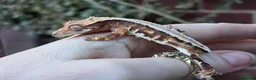 Gecko reptiles for sale: Various crested geckos - Advert 12