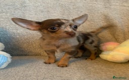 Mixed Breed dogs for sale: Chihuahua x  - Image 11