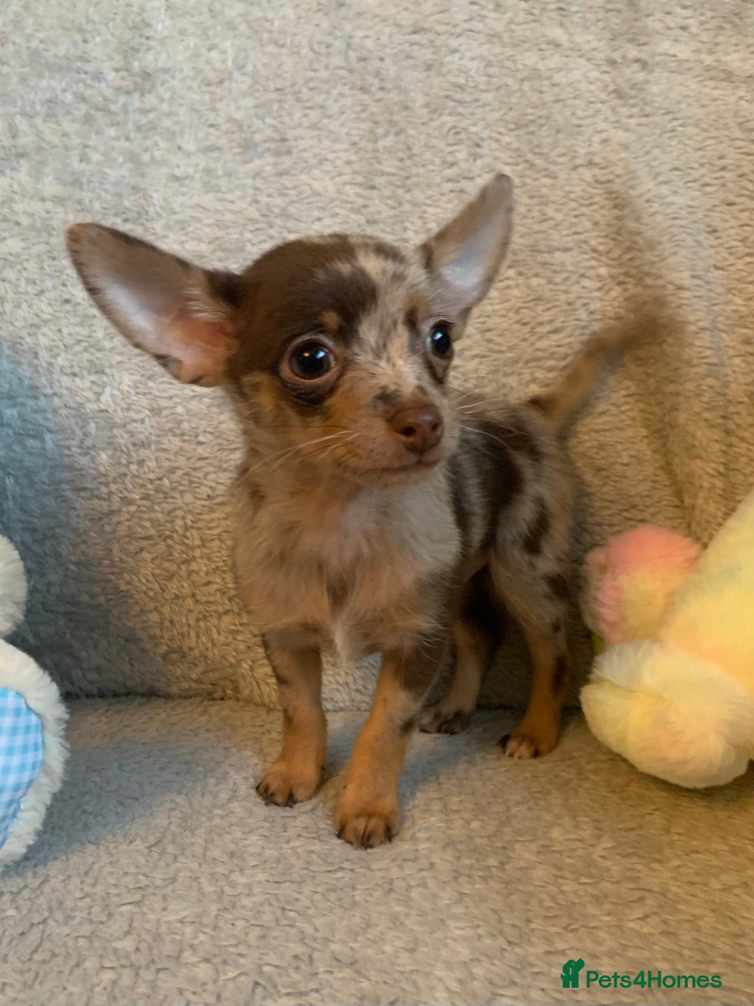 Mixed Breed dogs for sale: Chihuahua x  - Image 11