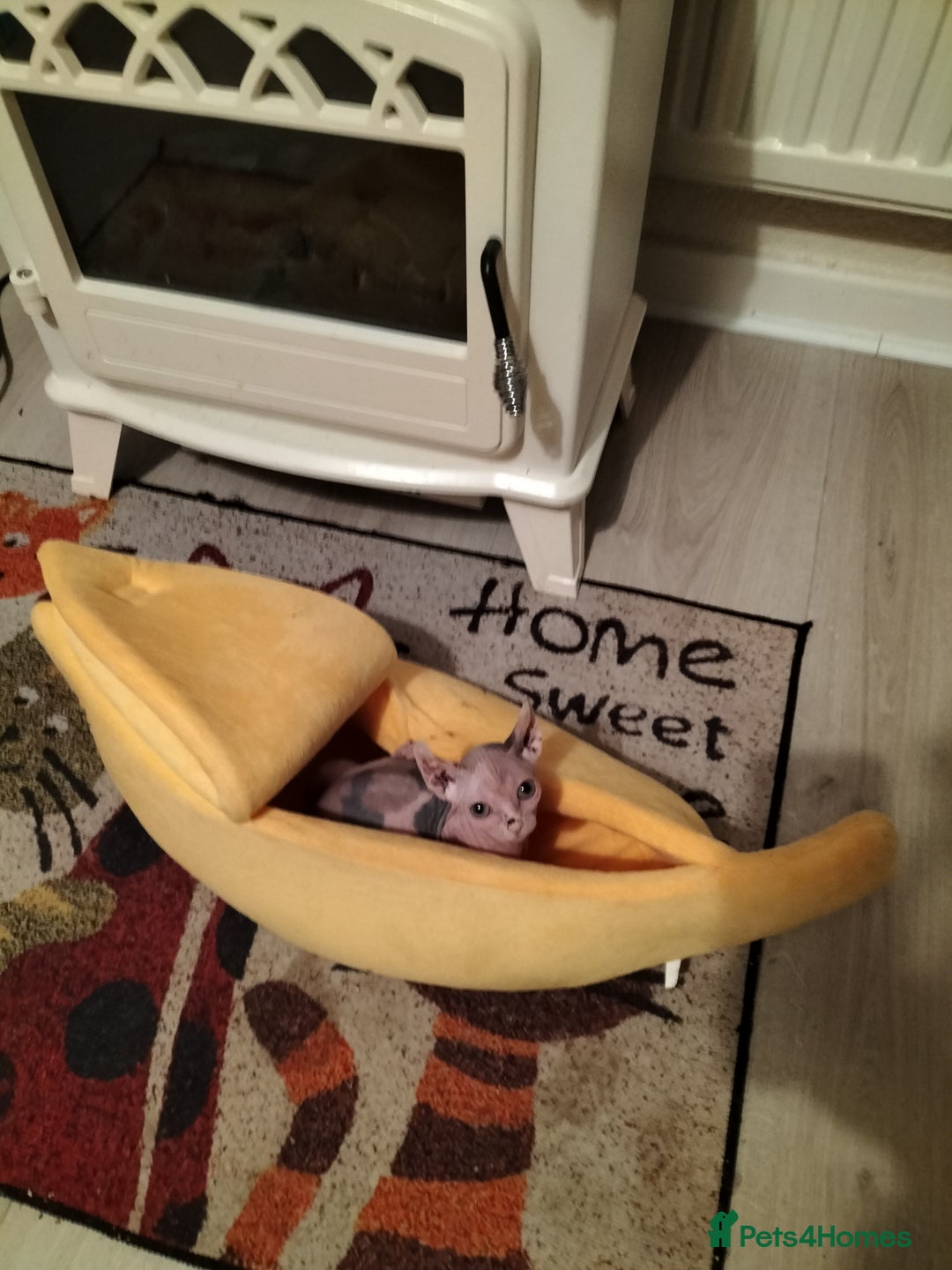 Sphynx cats for sale: Sphynx kitten. - Image 3