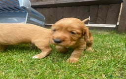 Cocker Spaniel dogs for stud: Cocker spaniel for stud - Image 11
