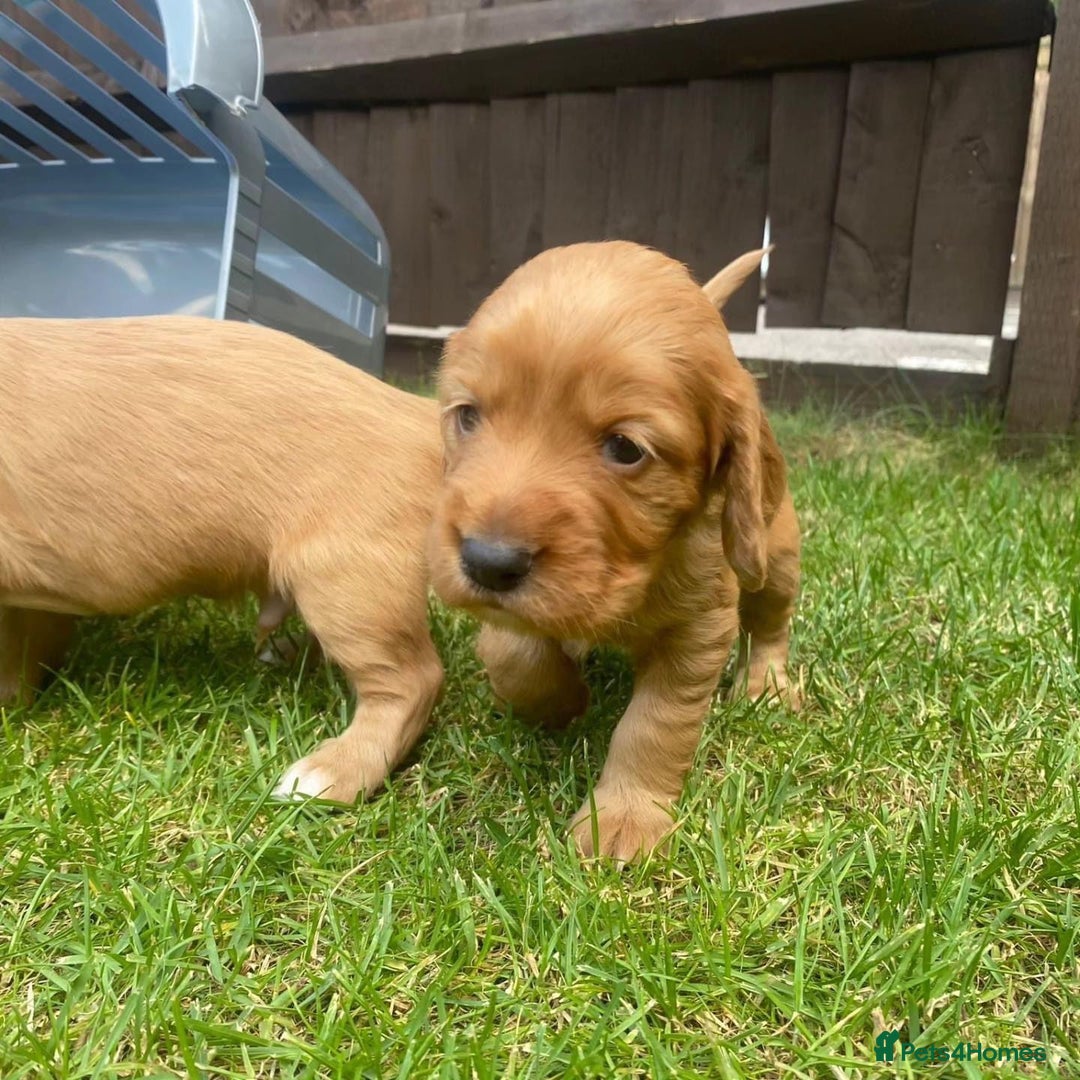Cocker Spaniel dogs for stud: Cocker spaniel for stud - Image 11