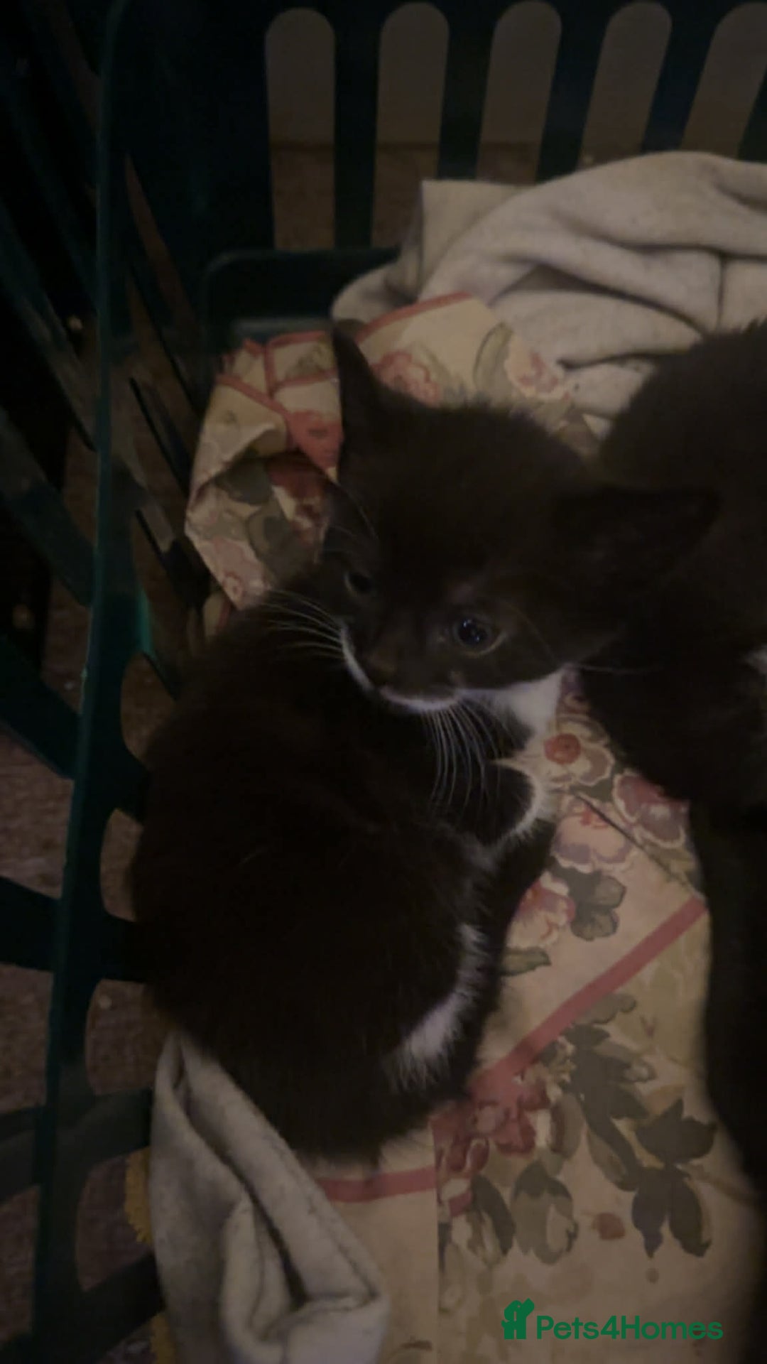 Domestic Shorthair cats for sale: 4 lovely kittens looking for forever home  - Advert 3