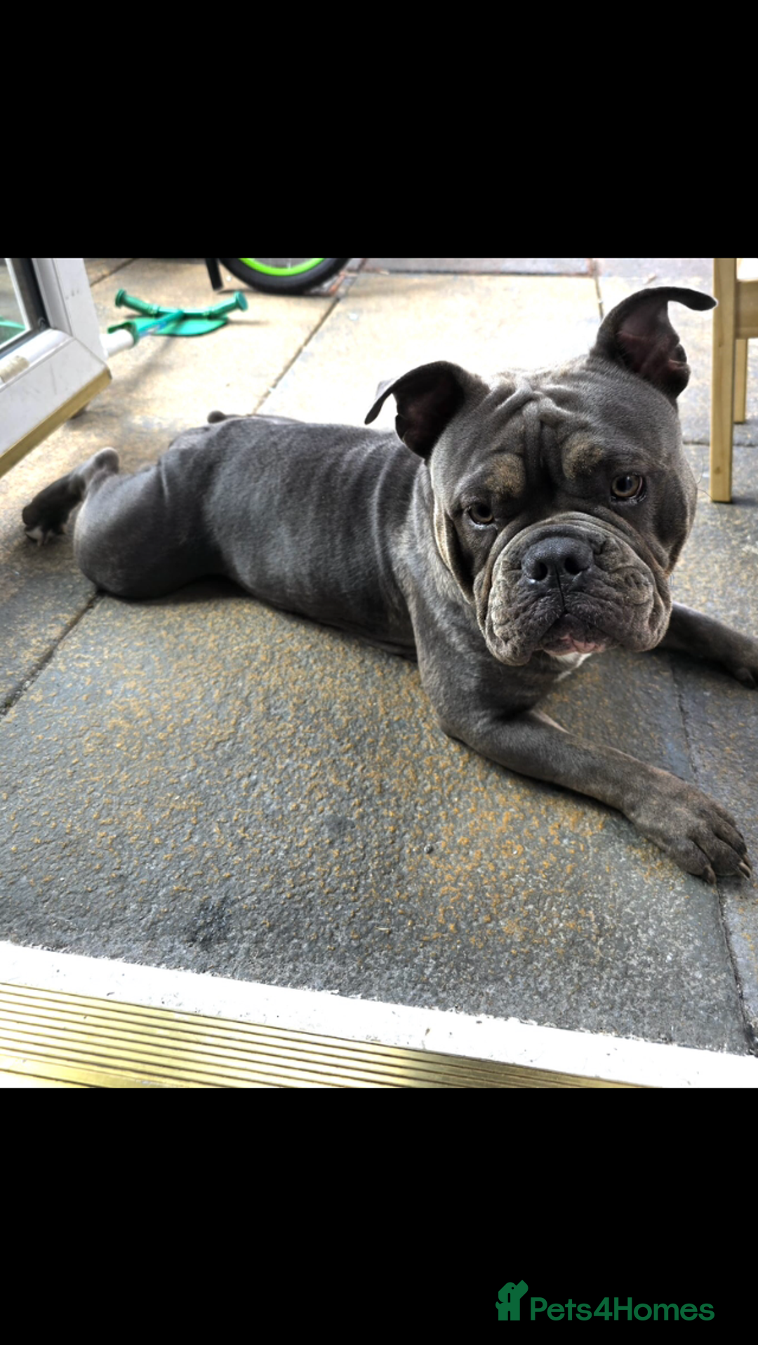 Mixed Breed dogs for sale: Incredible bulldog x FOR-SALE  - Image 9