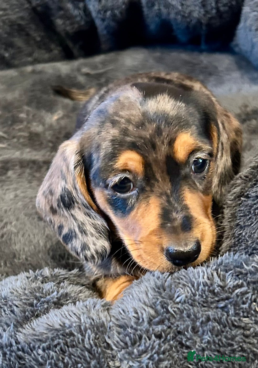 Miniature Dachshund dogs for sale: Stunning Miniature Smooth Dachshunds - Image 15