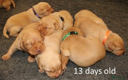 Labrador Retriever dogs for sale: Red Fox Labs : Health Checked-KC Reg-FTCH Pedigree - Image 6
