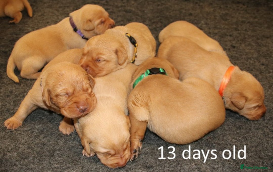 Labrador Retriever dogs for sale: Red Fox Labs : Health Checked-KC Reg-FTCH Pedigree - Image 6