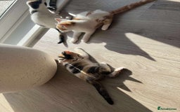 Mixed Breed cats for sale: Cute mixed Bengal kittens  - Image 13