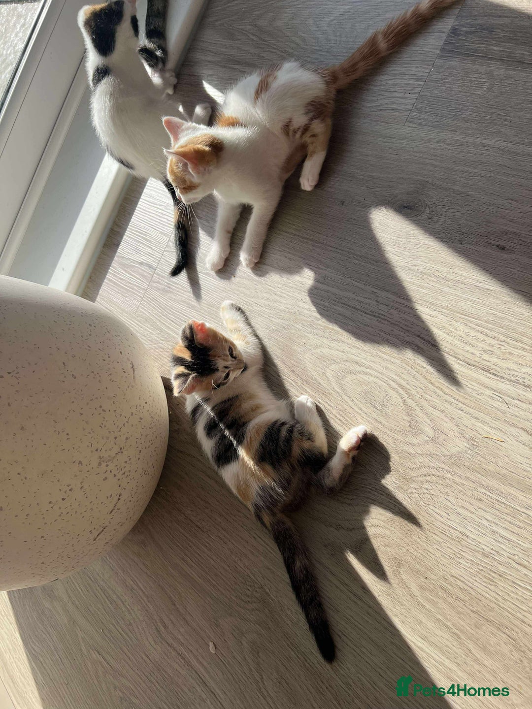 Mixed Breed cats for sale: Cute mixed Bengal kittens  - Image 13