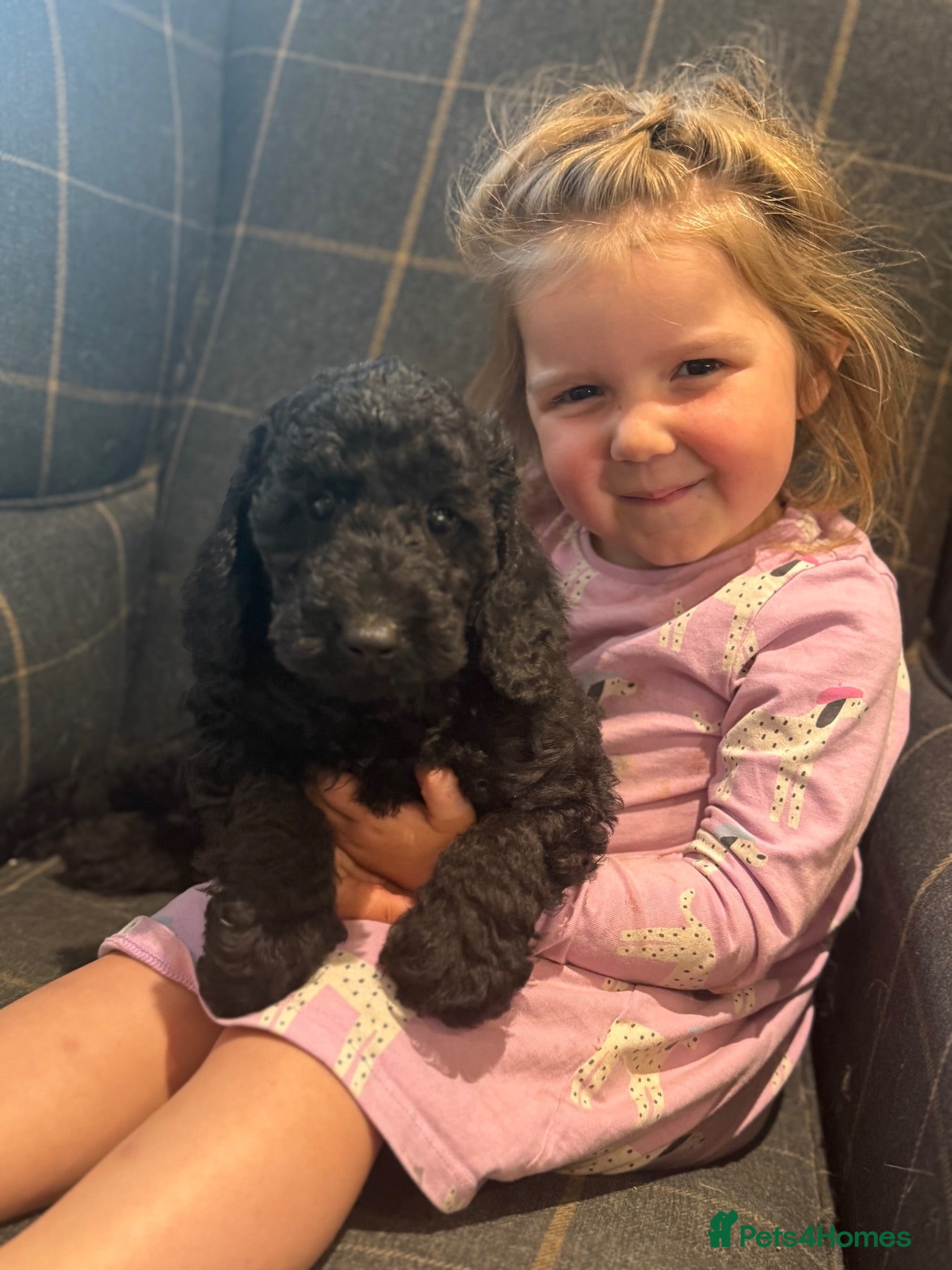 Cockapoo dogs Stunning F1b cockapoos  - Advert 13