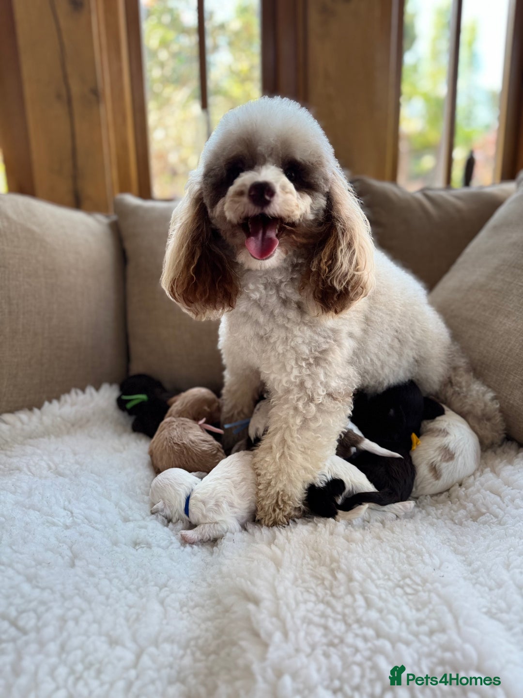 Cavapoo dogs for sale: Mini F1 Cavapoos Exstensively Health Testec  - Image 12