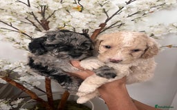 Sproodle dogs for sale: Sproodle puppies  - Image 1