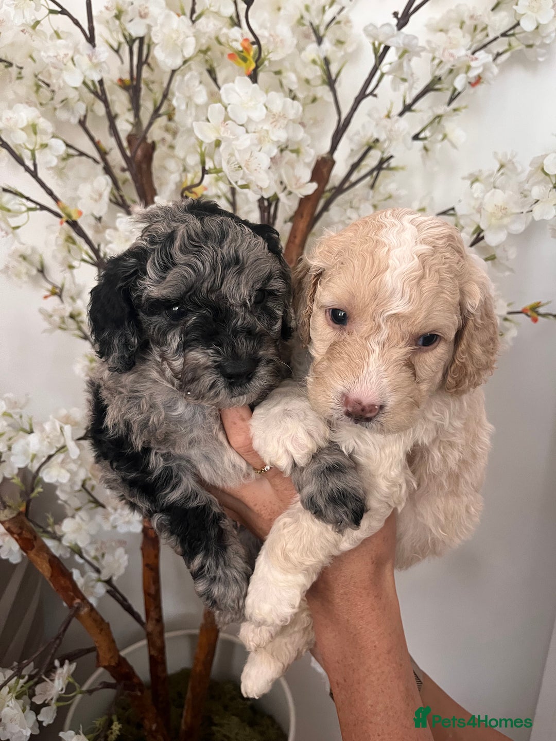 Sproodle dogs for sale: Sproodle puppies  - Image 1