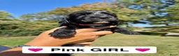 Sprocker dogs for sale: Beautiful Sprocker Puppies  in Sudbury - Advert 8