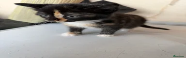 Domestic Shorthair 1