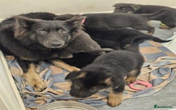 German Shepherd dogs for sale: German shepherd puppies - Image 4
